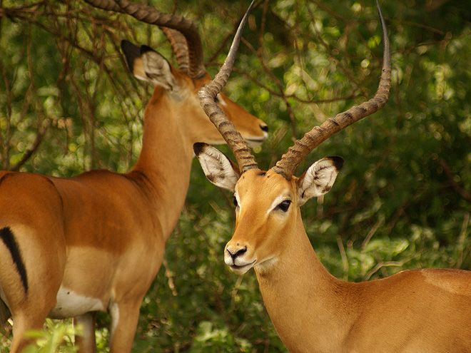 Impaly - jeden z mnoha druhů antilop Tanzanie