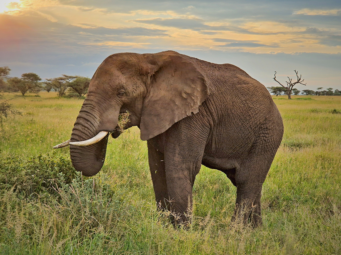 Dospělý slon africký denně spořádá až 225 kg potravy