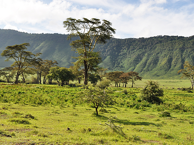 Pohled na travnatou stěnu kráteru Ngorongoro