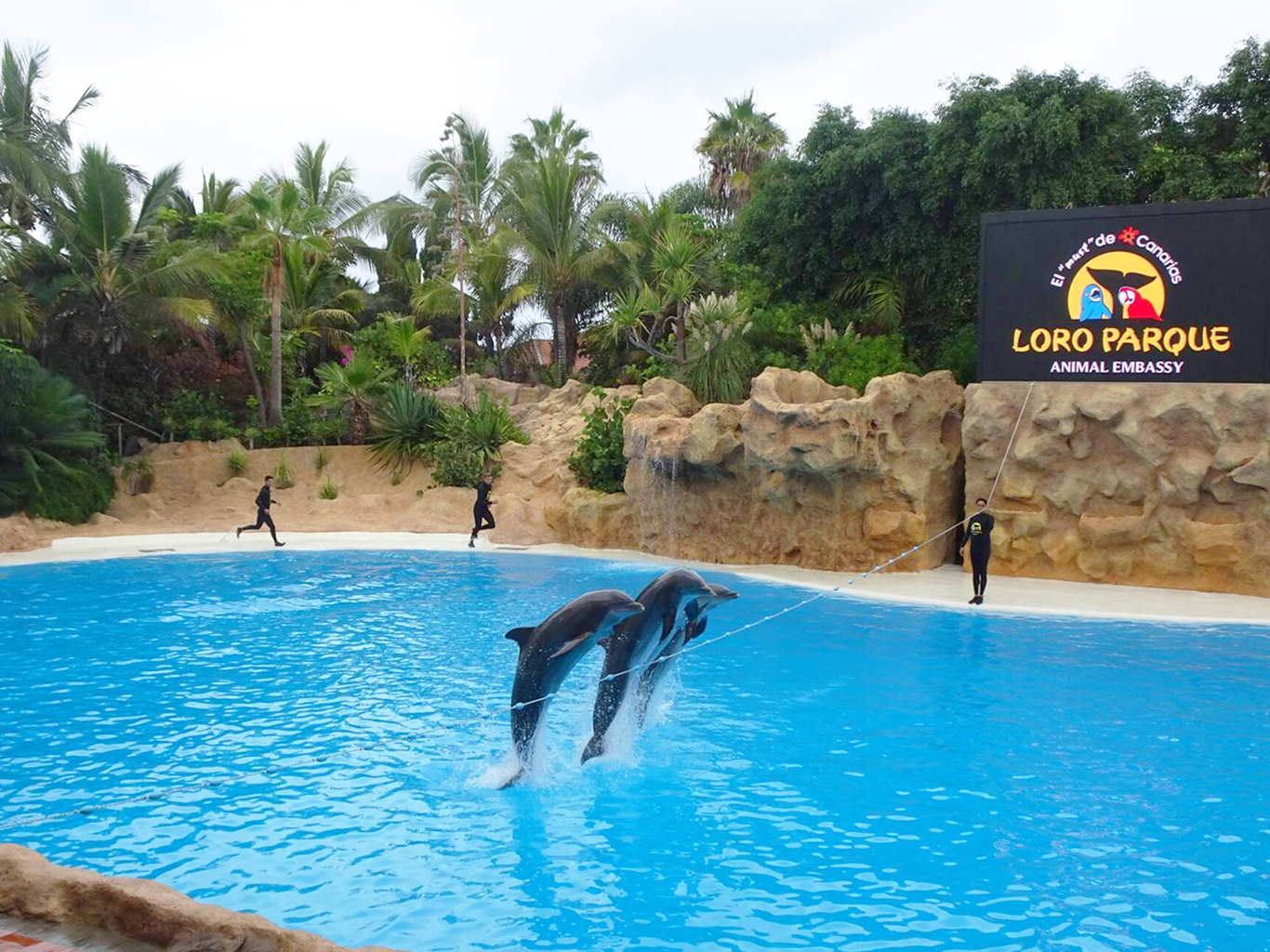 V zoologicko-botanickém parku Loro Parque můžete vidět např. delfíní show