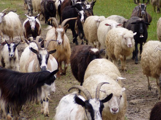 Setkání se stádem koz na túře
