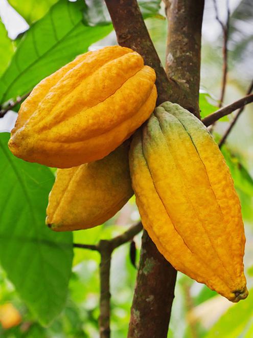 Kakaovník pravý (Theobroma cacao) | CK Mundo
