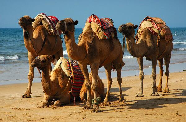 Zájezd Maroko