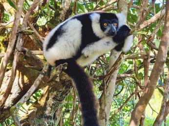Vari bělopásý patří k největším a nejhlučnějším zástupcům lemurů