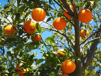 Pomeranče bývaly nejvýznamnějším vývozním artiklem Azorů