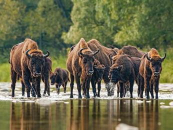 Největší ikonou Bělověžského pralesa je zubr (bizon evropský)