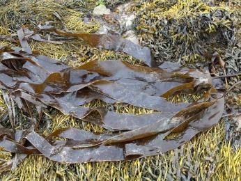 V okolí Roscoffu najdeme až 12 druhů jedlých mořských řas