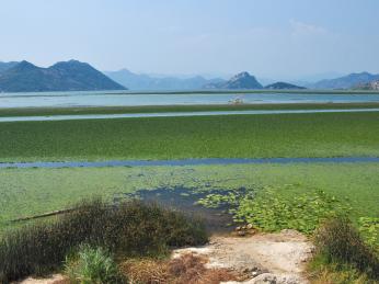 Skadarské jezero je rájem vodního ptactva