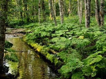 Relikt původního pralesa v národním parku Biogradska Gora