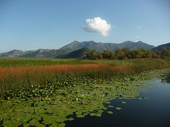 Skadarské jezero je rájem vodního ptactva