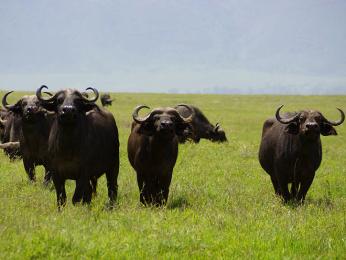 Ngorongoro: buvoli