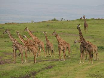 Překvapení po cestě z Ngorongoro do NP Serengeti: velké stádo žiraf