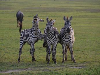 Zebry z NP Ngorongoro jsou od přírody rozenými vtipálky