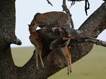 NP Serengeti nabízí samé lahůdky: leopard skrytý ve stromě se svou kořistí