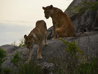 NP Serengeti: lvice scházející k jeepu