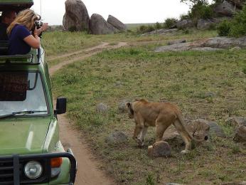 Nebojácná lvice v NP Serengeti