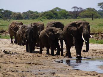 První velké setkání se slony v NP Tarangire