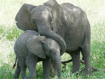 Slonice opatruje své slůně v NP Tarangire