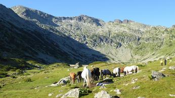 Volně se pasoucí koně cestou k Vapě (2 532 m)