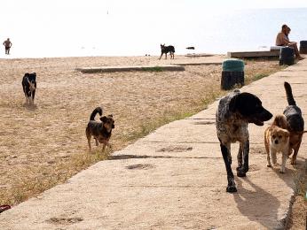 Pouličné psiská na pláži u Feodosije
