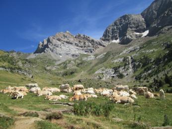Stádo krav během túry do ledovcového karu Cirque de Gavarnie