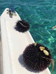Setkání s mořským ježkem může být i gurmánským zážitkem