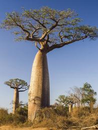 Baobab prstnatý