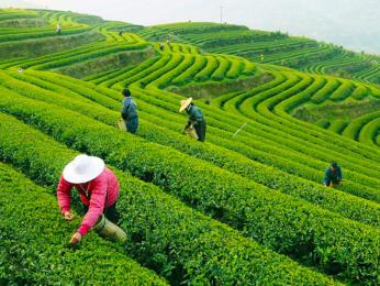 Ruční sběr na plantážích čajovníku