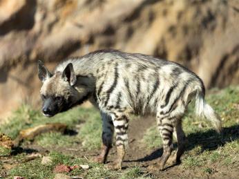 Hyena žíhaná je častým obyvatelem pouštní krajiny Středního Východu