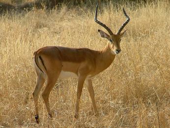 Impala