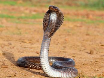 Kobra indická