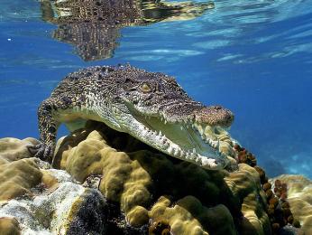 Krokodýl mořský