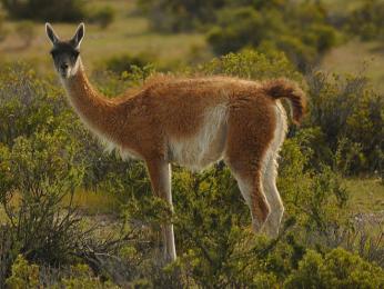 Lama guanako, informace o fauně Patagonie | CK Mundo