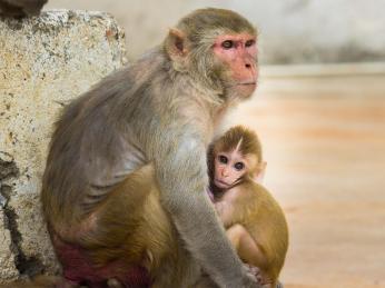 Makak rhesus