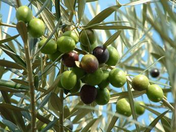 Olivy se zpracovávají pro využití v mnoha odvětvích