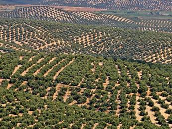 Obrovské olivové háje, kde jsou stromy sázeny v pravidelných rozestupech