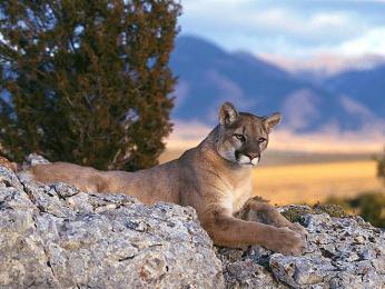 Puma americká