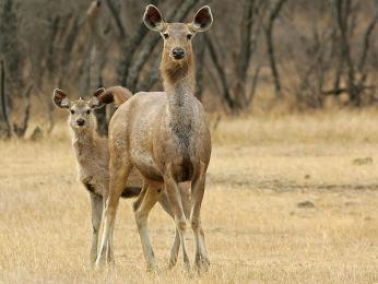 Sambar indický patří mezi největší jeleny na světě