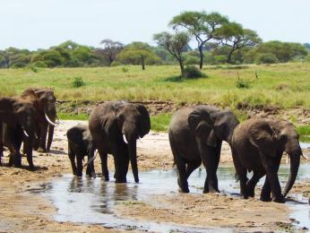 Slon africký žije ve velkých stádech
