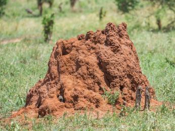 Termiti žijí v termitišti, které postaví ze směsi rozžvýkaného dřeva, hlíny, bahna, slin a trusu