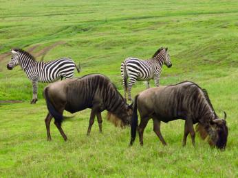 Zebry tvoří stáda dohromady s pakoni