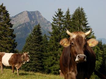 Na alpských loukách se celé léto pasou krávy