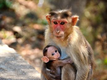 Křiklavé opice vás budou v Indii provázet téměř na každém kroku
