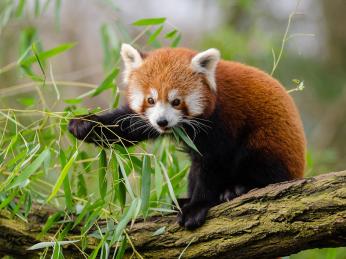 Celosvětově ohrožená panda červená je obyvatelkou Himálaje