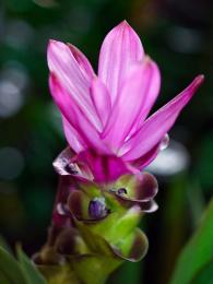 Fialově kvetoucí kurkumu lze pěstovat také jako domácí rostlinu