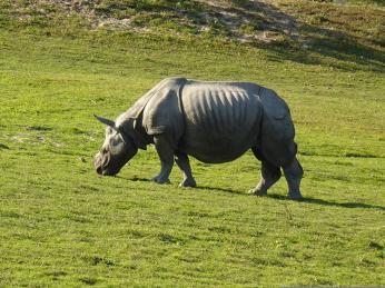 Vzácný jednorohý nosorožec obývá národní park Kázíranga