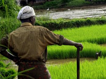 Rýžové pole ve státě Kérala