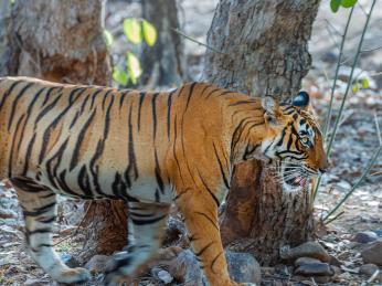 Populace tygrů žijících v parku Ranthambhór se stále zvyšuje