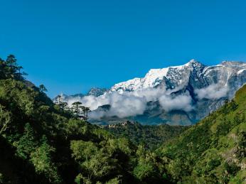 Vzrostlé cedry v národním parku Velký Himálaj 