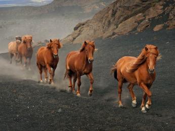 Islandský kůň byl vyšlechtěn přímo na ostrově Island